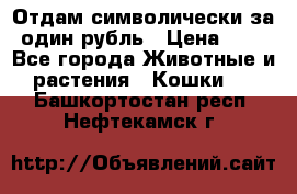 Отдам символически за один рубль › Цена ­ 1 - Все города Животные и растения » Кошки   . Башкортостан респ.,Нефтекамск г.